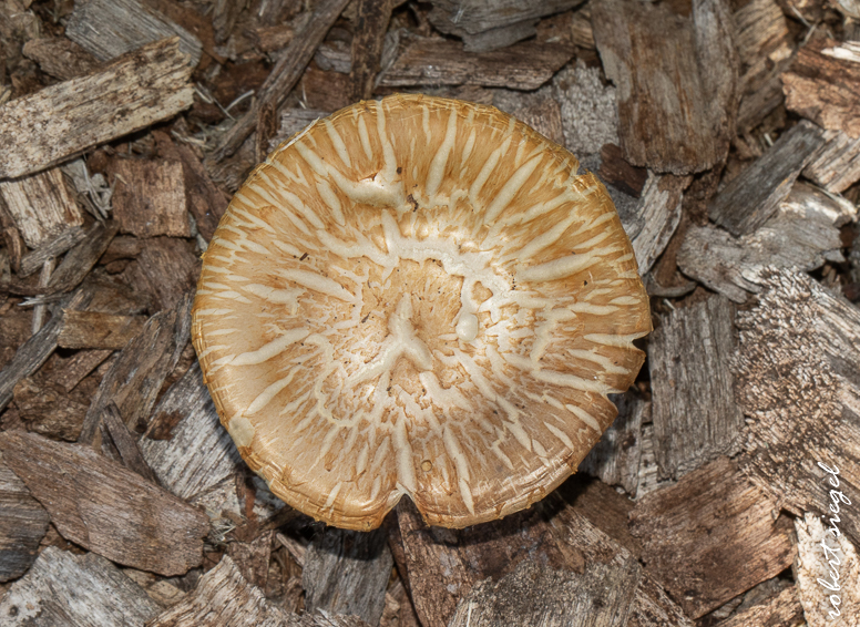 emily renzel wetlands 2025